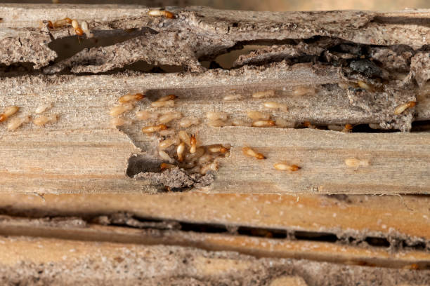 Pest Control for Restaurants in Idabel, OK