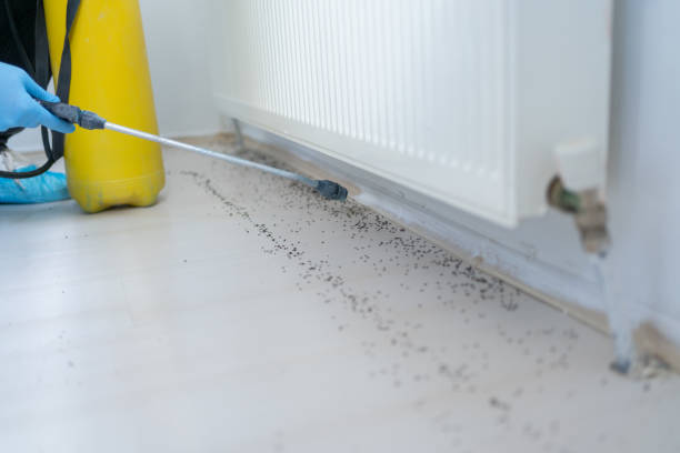 Best Emergency Pest Control  in Idabel, OK
